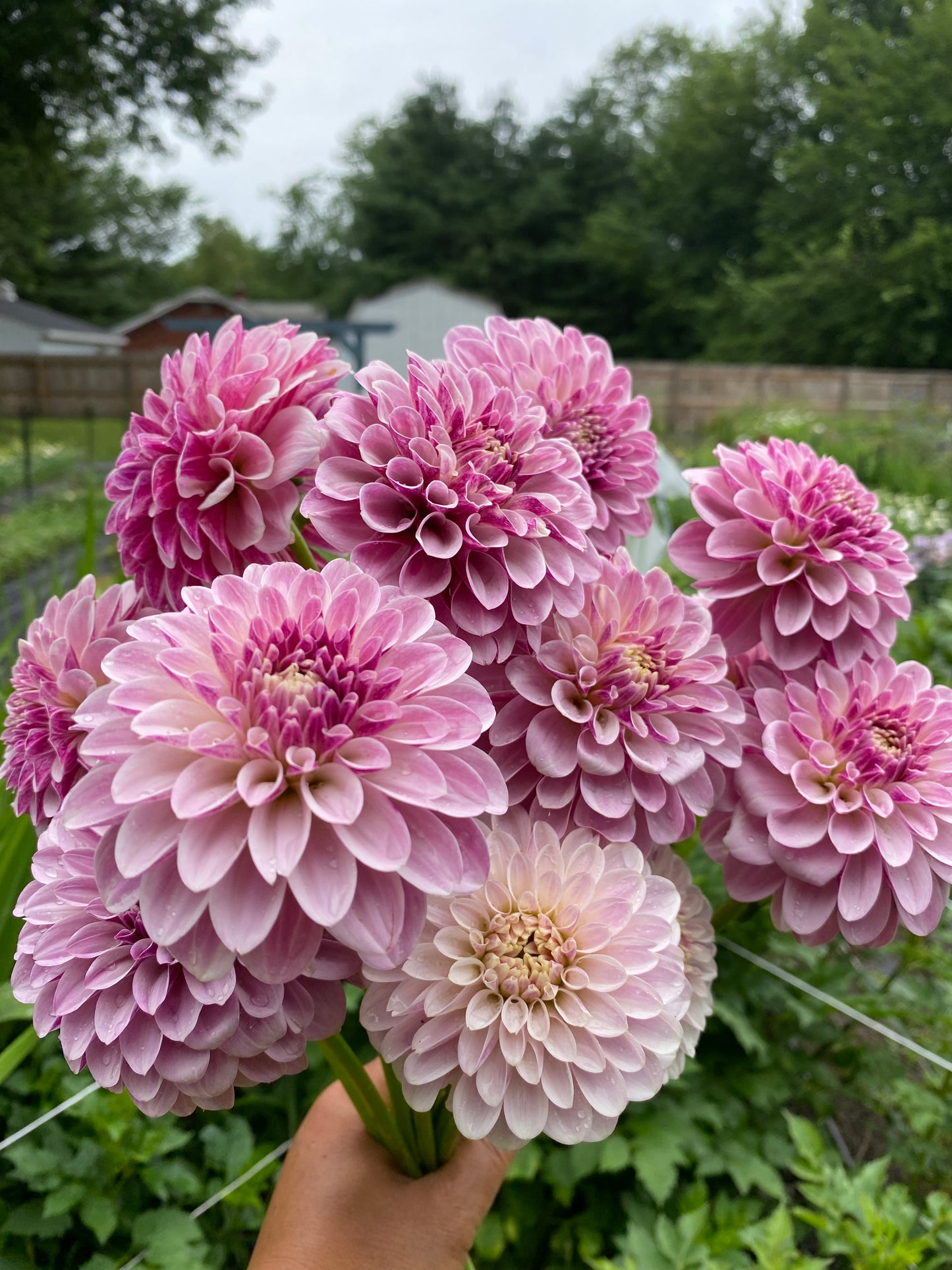 Salish Twilight Girl - Tuber