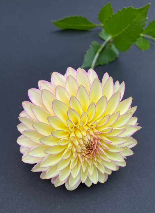 Bloomquist Blush - Tuber