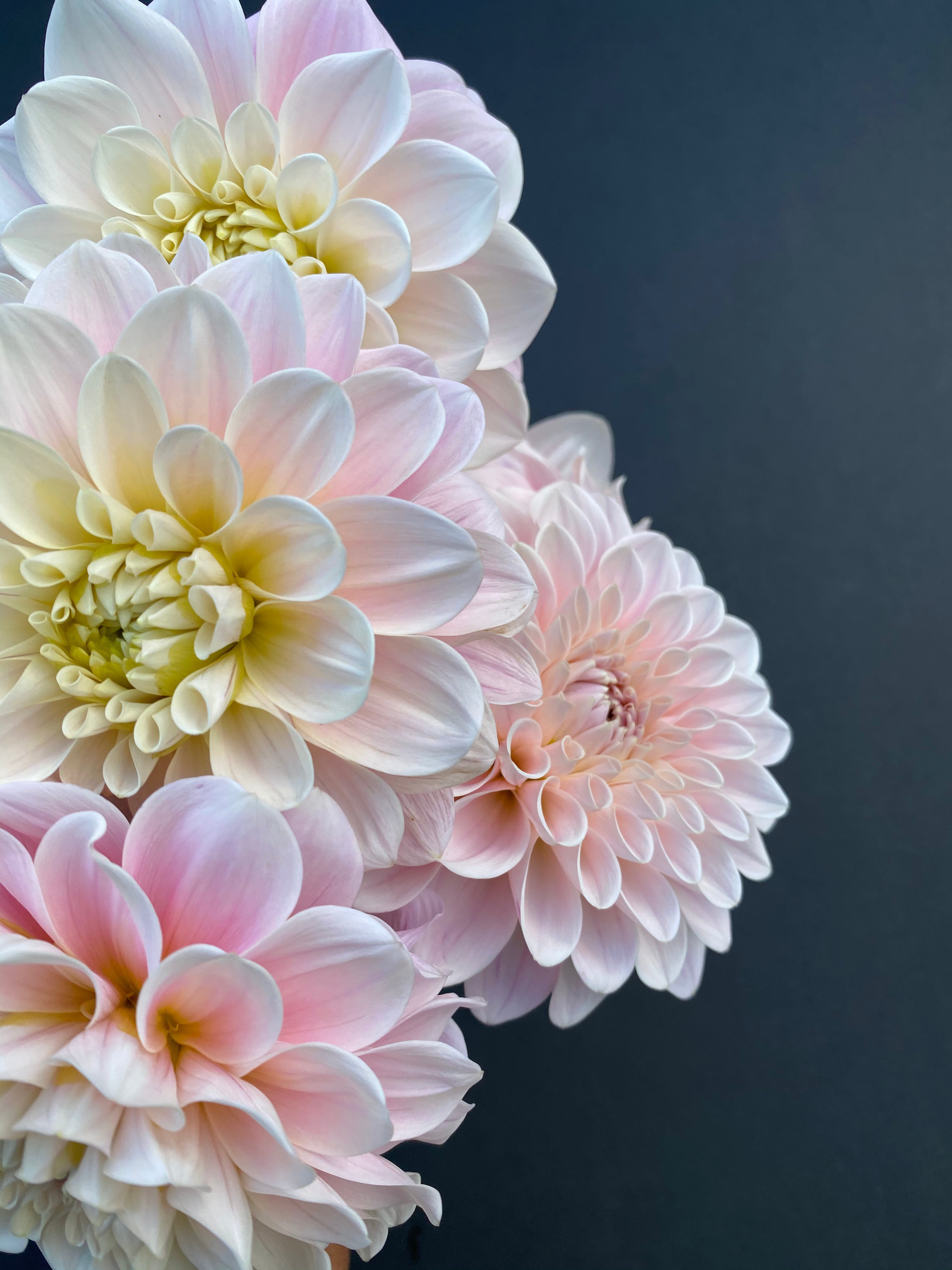 small farm dahlias, beautiful dahlias, high quality dahlias, bouquet dahlias