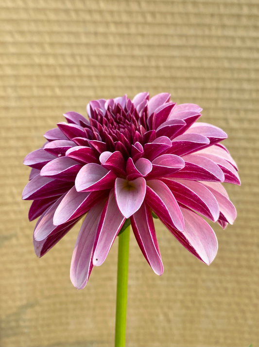 Salish twilight girl high quality dahlia tuber, michigan dahlias,  specialty tubers shipped, Organically grown, grown without chemicals